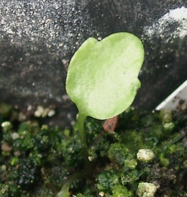 04230015_eHepatica_nobilis_var_crenatiloba_Samling2005.JPG