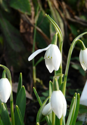 galanthus_l_beatrix_stan_kl.jpg