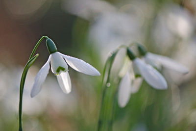 Schneegloeckchen-de-Boschhoeve-Feb1711.jpg