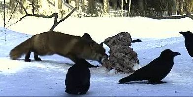 Fuchs_110221_1.JPG