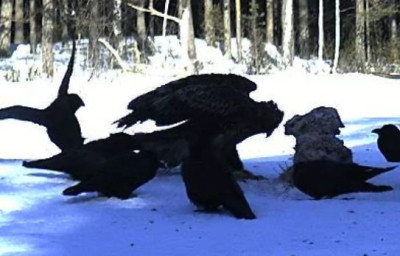 Adler_110221.JPG