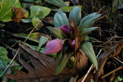 h_thibetanus_2011_zg.jpg