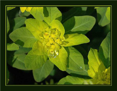 Euphorbia_unbekannt_24-04-05.jpg