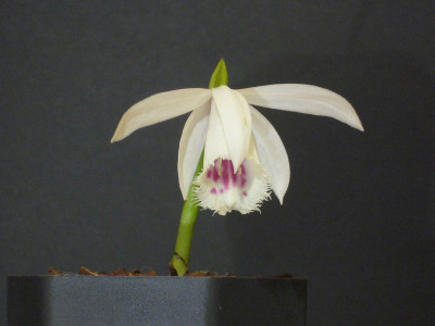 Pleione_formosana_Cairngorm_1200x1200_80KB.jpg