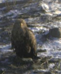 Adler_bei_Robben_110223_1.JPG