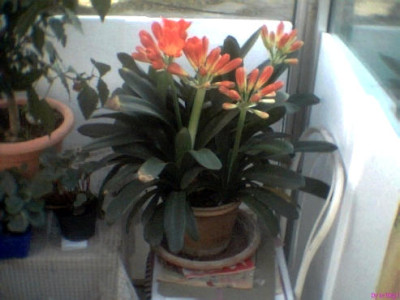 clivia2011004.jpg