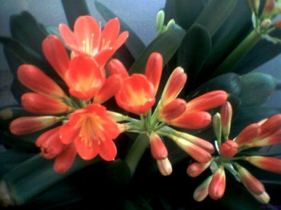 clivia2011001.jpg