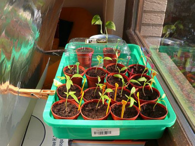 paprika_2011-02-22_151.jpg