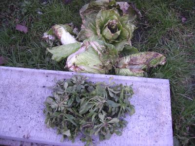 Februarsalat.jpg