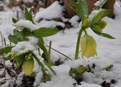 Helleborus_gelb_0011__0227.jpg