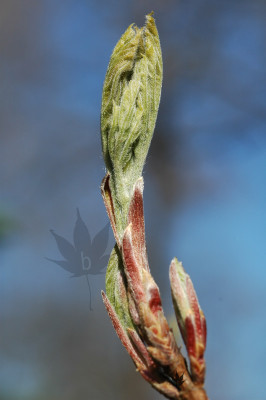 acer_sterculiaceum_franch_0.jpg
