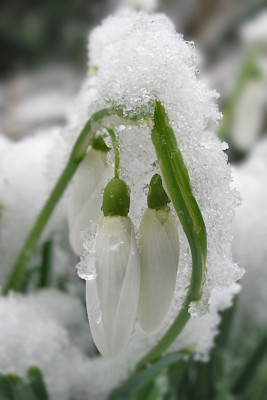 Liebespaar-Feb2106.jpg
