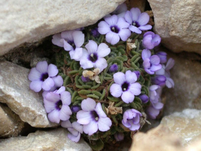 comp_Dionysia_afghanica_25.02.11.jpg