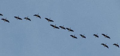Ganse_110225.jpg