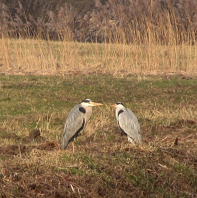 Fischreiher_2_120225.jpg