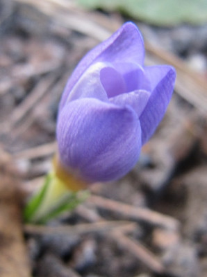 Crocus_sieberi_tricolor_110225.jpg