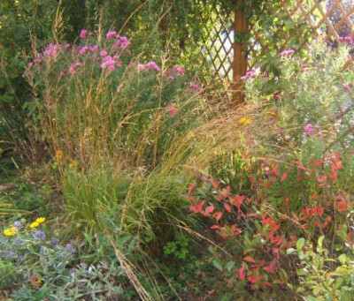 Molinia_-_Aster_30-9-10.JPG