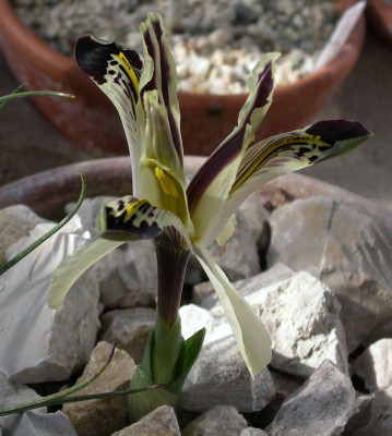 comp_Iris_nicolai_25.02.11.jpg