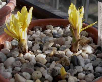 comp_Colchicum_luteum_x_kesselringii_Jeanne_25.02.11.jpg