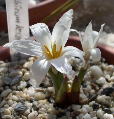 comp_Colchicum_kesselringii_Snow_of_Highland_25.02.11.jpg