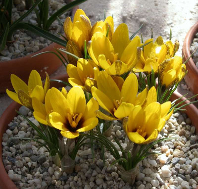 comp_Crocus_korolkowii_25.02.11.jpg