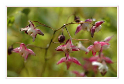 Epimedium_24-04-05.jpg