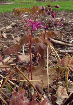 Epimedium_Juubae.jpg
