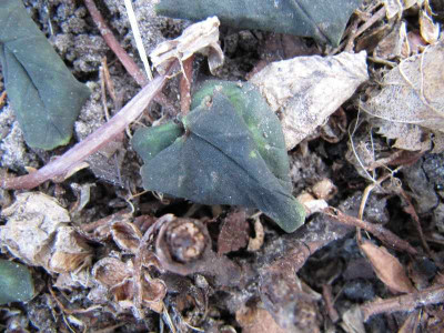 Cyclamen_erfroren.jpg