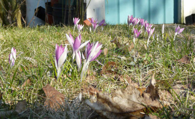 Crocus_tommans_roseus_ueberskl.jpg