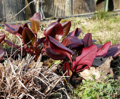 Bergenia_purpur_wintermae_febkl.jpg
