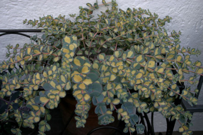 Sedum2308a.jpg