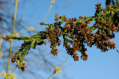 cryptomeria_jap_rasen_blau.jpg