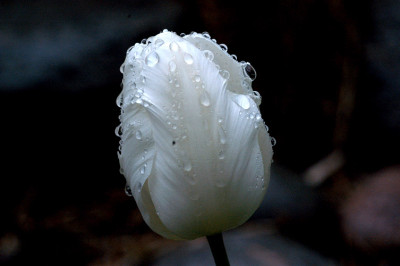 tulpentropfen_11172s.jpg