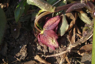 frosthelli_20110226_1.jpg