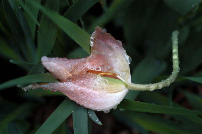 tulpenabschied_11169s.jpg