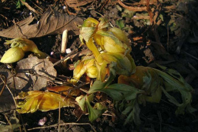 frosthelli_20110226_4.jpg