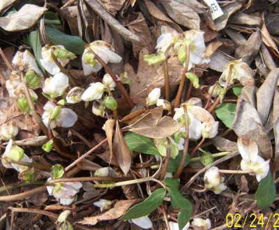 Kahlfrost-Helli.jpg