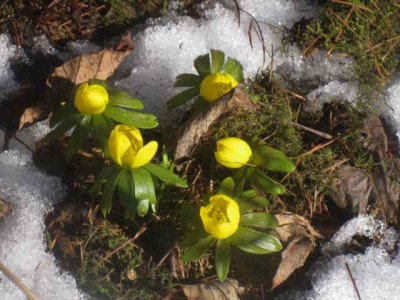 Winterlinge__IMG_8189.JPG
