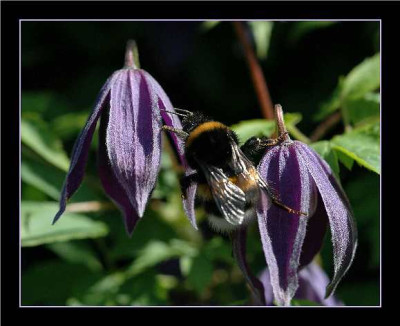 Clematis_und_Hummel_23-04-05.jpg
