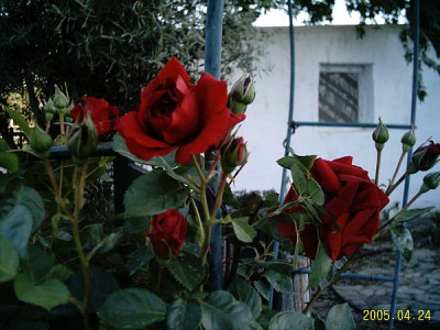 rojo03.jpg