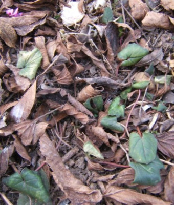 Cyclamen_coum_25-2-11.JPG