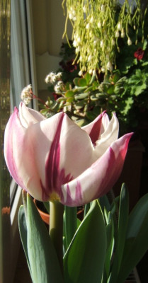 Tulpe_Rems_Favourite_26-2-11_.JPG