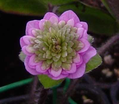 87_Hepatica_japonica_Subarashi_87_1_2min.JPG