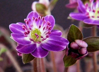 74_Hepatica_japonica_Shrio_me_B_DSCF1684_50.JPG