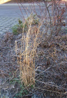 Panicum_28-2-11.JPG