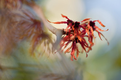 hamamelis.jpg