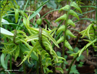 Dryopteris_dickinsii.JPG