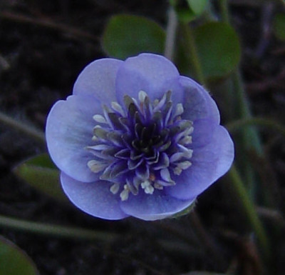 Hepatica_nobilis_Andersens_Dream__74N.jpg