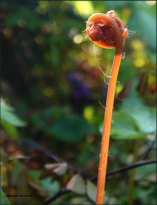 Adiantum_venustum.JPG
