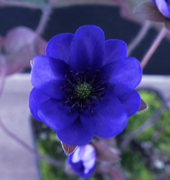 Hepatica_nobilis_blue_anthers_100N_20_DSCF1705.JPG